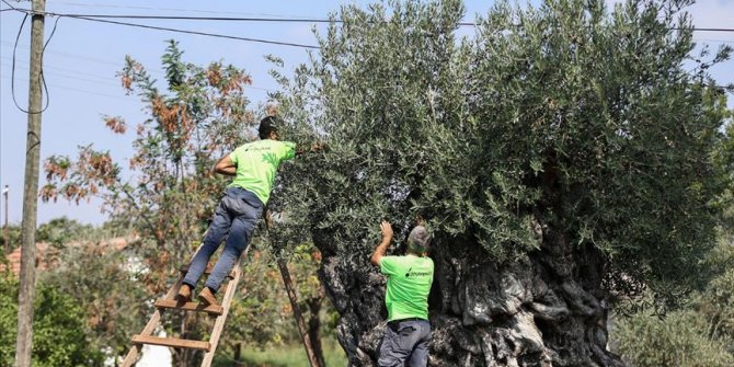 Bin 200 yıllık ağaçtan toplanan zeytinler açık artırma ile satılacak