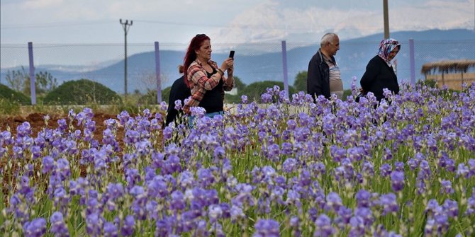 'Hasat turizmi'ne ilgi artıyor