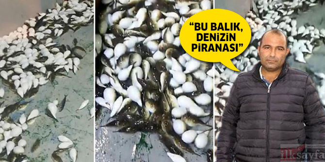 Ağına yüzlerce balon balığı takılan balıkçı: Bu balık, denizin piranası