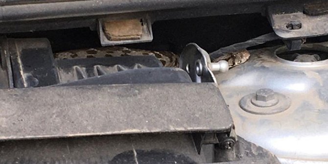 Satın aldığı otomobilin motorundan yılan çıktı