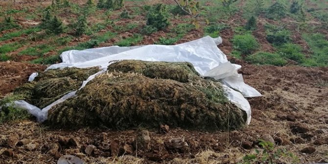 Lice'de 4,5 ton esrar ve 185 bin kök Hint keneviri ele geçirildi