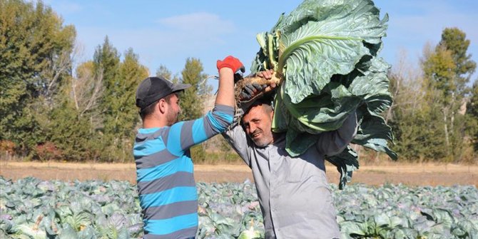 Yozgat'ta dev lahana hasadı