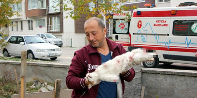 Bolu'yu ayağa kaldıran kedi ölümlerinin sebebi belli oldu!