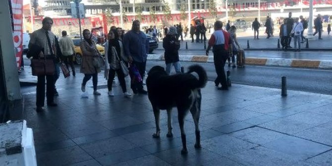 Taksim'de o köpek yine ısırdı