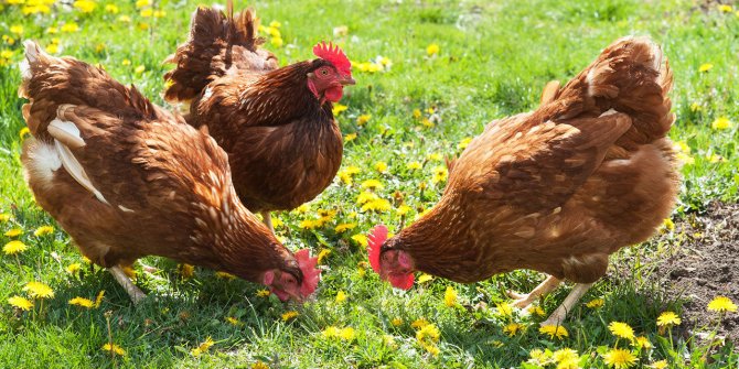 Lezzetli ve sağlık doğal tavuk fiyatı market tavuğunun 4 katı