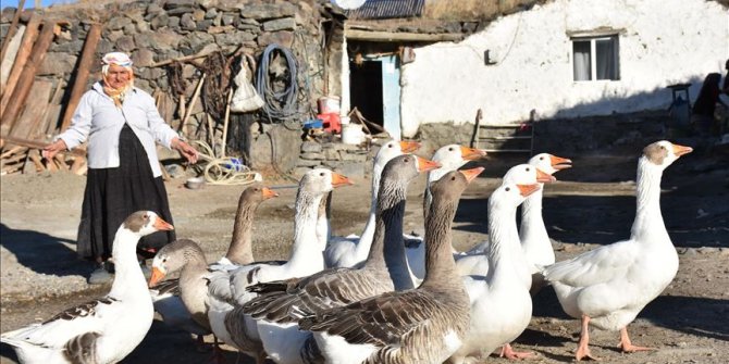 Kışın vazgeçilmez lezzeti kaz etinin sofralara yolculuğu başladı