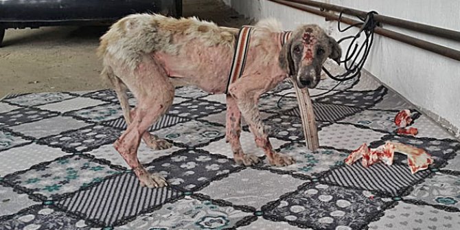 Belediye personelinin eziyet ettiği köpeği vali sahiplendi