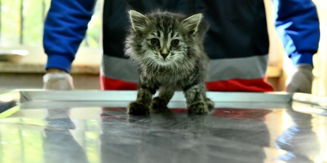 Büyükşehir Belediyesi'nden hayvanlara ilk yardım eğitimi