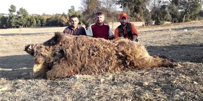 Bursalı avcılar 252 kiloluk...