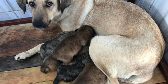 Keçiören anne köpek ve yavruları koruma altına alındılar