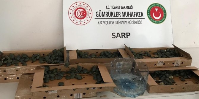 Sınır kapısında pizza kutusuna saklanmış binlerce kaplumbağa yakalandı