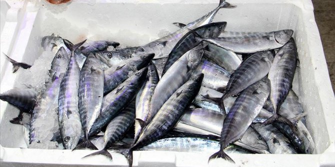 Palamut tekrar ağlara takılmaya başladı