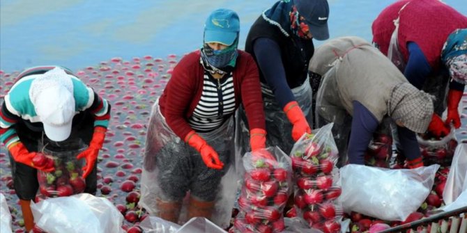 Osmaniye'de turp hasadı başladı