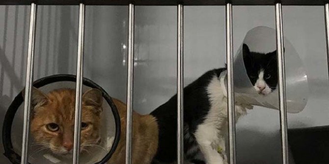 10 günde 12 kedi öldü