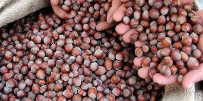 İtalya'da Türk fındığı tartışması