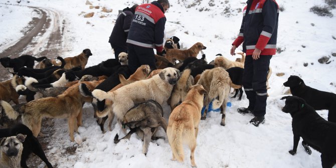 Büyükşehir Belediyesi'nden hayvan koruma görevlisi eğitimi