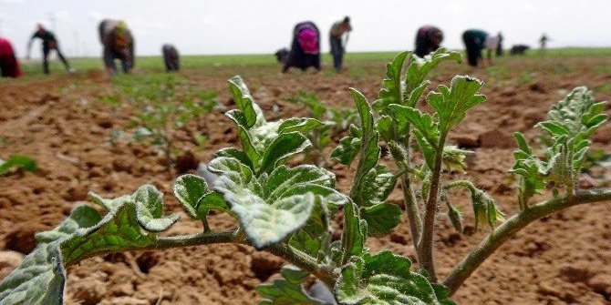 Köye dönen gençlere 100 bin lira hibe