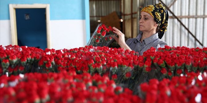 Çiçek sektörü ihracatta rekor kırdı