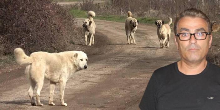 13 ülke Türkiye’ye gidecek vatandaşlarına “köpek” uyarısı yaptı