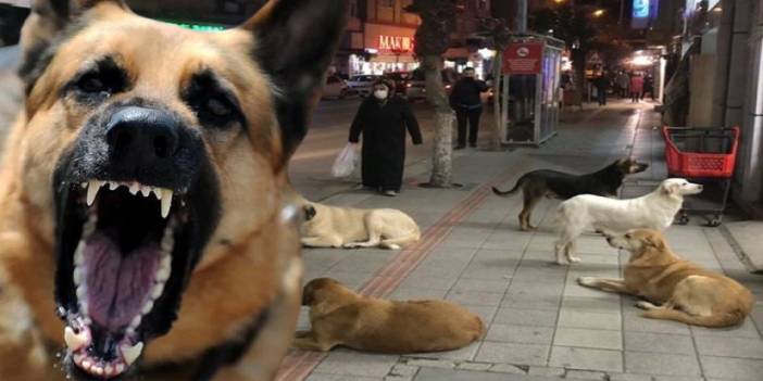 Türkiye’de ne kadar sokak köpeği var? Köpek sayısı açıklandı, dudaklar uçukladı