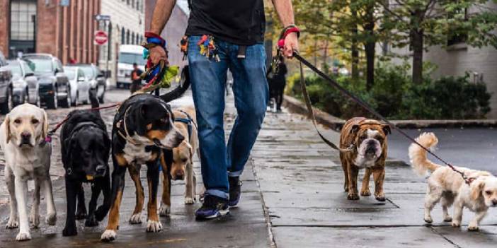 Avrupa başıboş köpek sorununu aştı: Türkiye’de neden olmasın