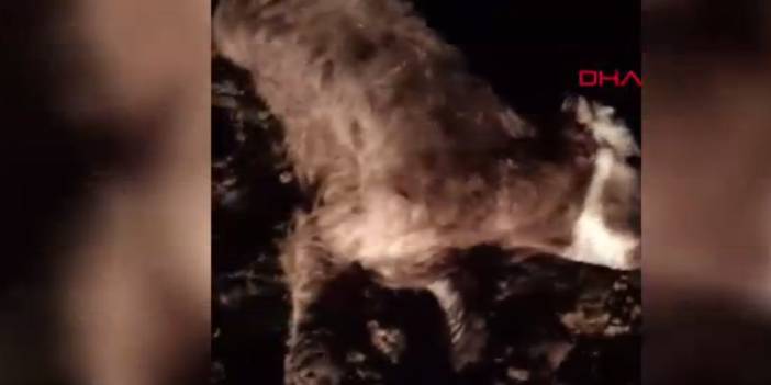 Kırşehir’de esrarengiz olay: Boş arazide ölü bulundular