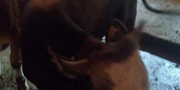 Kurbanlığın küpe numarası yaşını gösterir mi, kapak atma nedir? 2023 küpe sorgu nerden yapılır