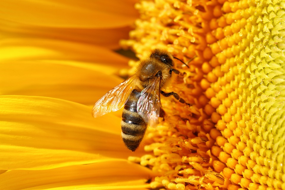bee-3570092-960-720.jpg