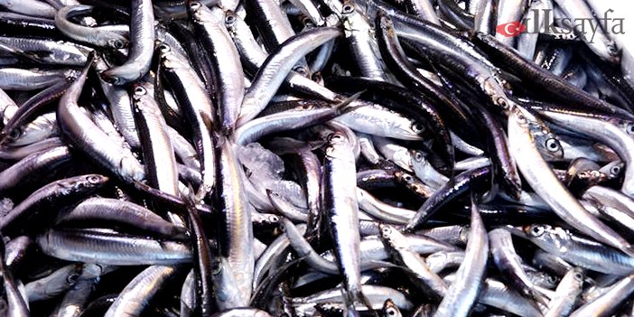karadeniz-hamsi-soleni-nerede-ne-zaman-yapilacak3.jpg