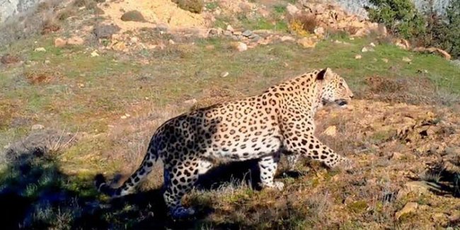 anadolu leoparı böyle görüntülendi