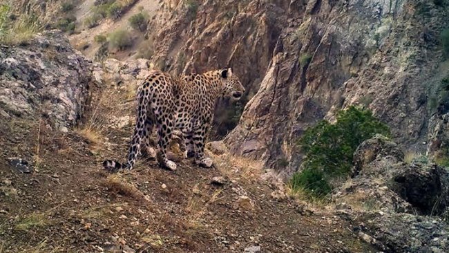 anadolu leoparı görüntülendi