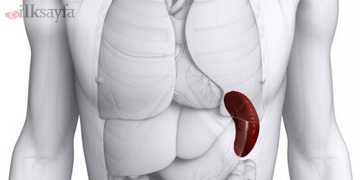 dalak neden büyür sorusu için görseli