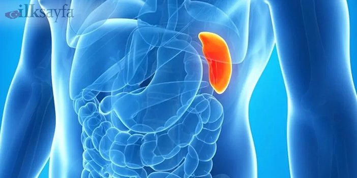 dalak büyümesinin belirtileri nelerdir sorusu için dalak görseli