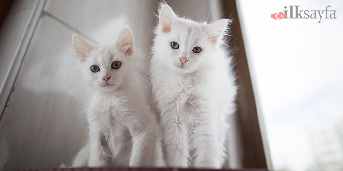 ankara kedilerinin gözleri