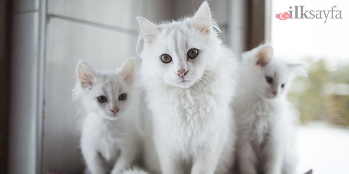 sağlıklı ankara kedileri