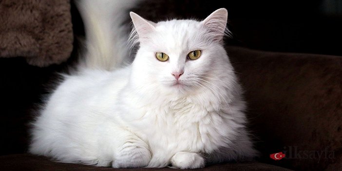 ankara kedisi tarihini anlatmak için oturan ankara kedisi