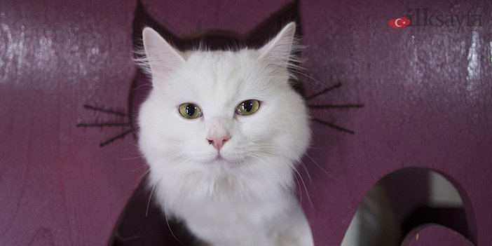 ankara kedisinin vücut yapısı