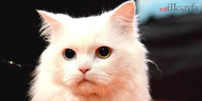 ankara kedisinin kulaklarını gösteren fotoğraf