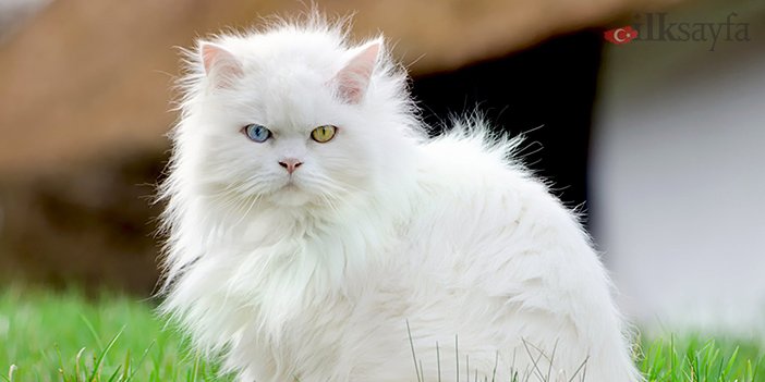 ankara kedisinin kabarık tüyleri