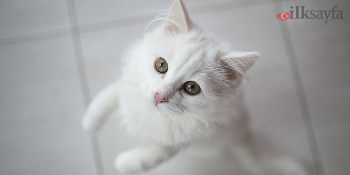 Ankara kedisinin bakım yapıldıktan sonra fotoğrafı