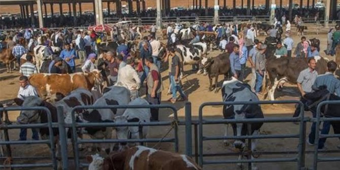 erzurum-hayvan-pazari-kapatildi.jpg