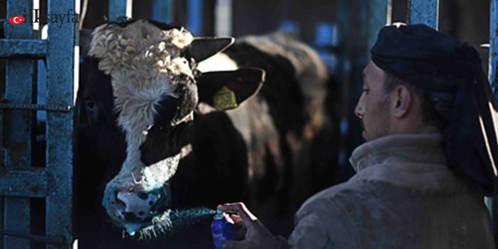 Veteriner ve ineğin fotoğrafı