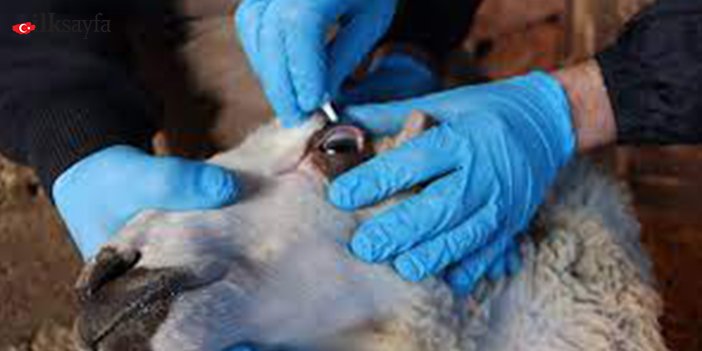 Gözüne işlem yapılan koyun