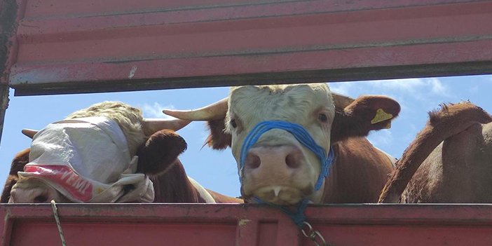 SAT-2 Serotipi nedir