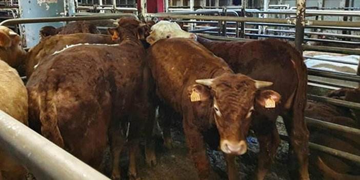 Şap insana bulaşır mı