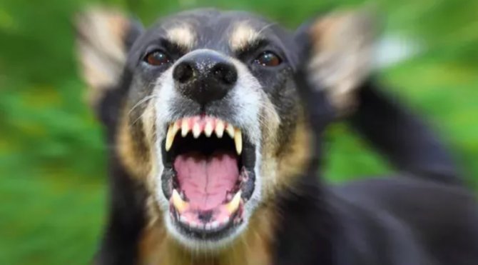 ankaradaki başıboş köpeklerden biri