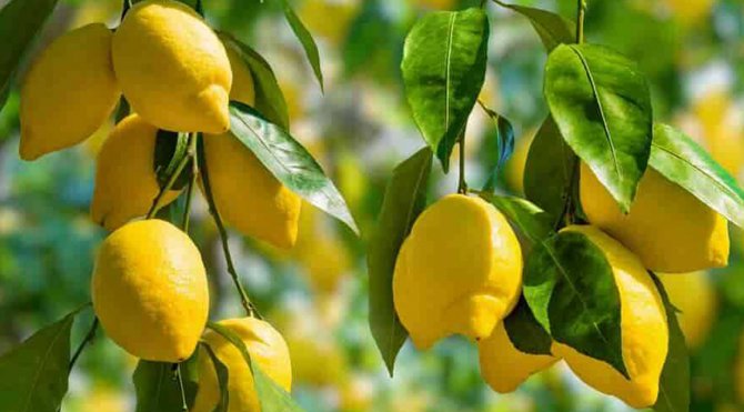 limon-agaci-ve-meyvesi.jpg