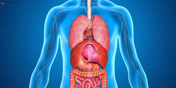 hucreler-daha-aktif-calisir.