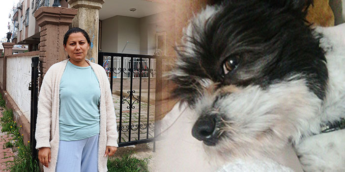 antalya pitbull dehşeti