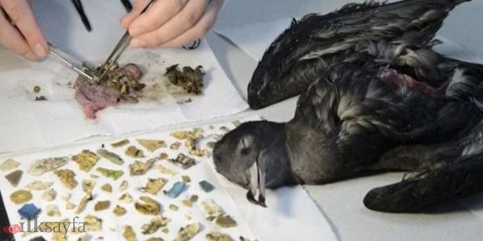 Plastikoz hastalığı nedir